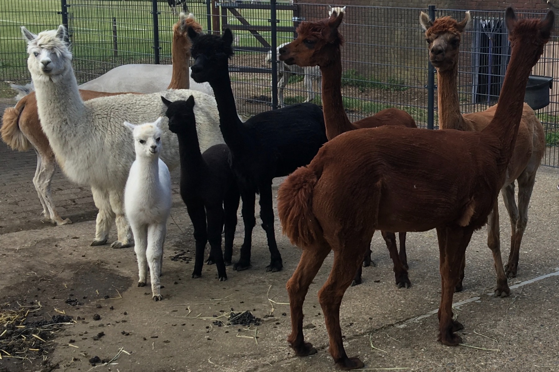 Alpaca meet & greet